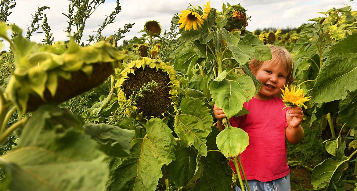 Little Girl Holding Sunflowers
