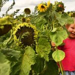 Little Girl Holding Sunflowers