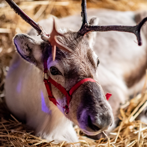 Christmas Reindeer at Bolesworth Castle
