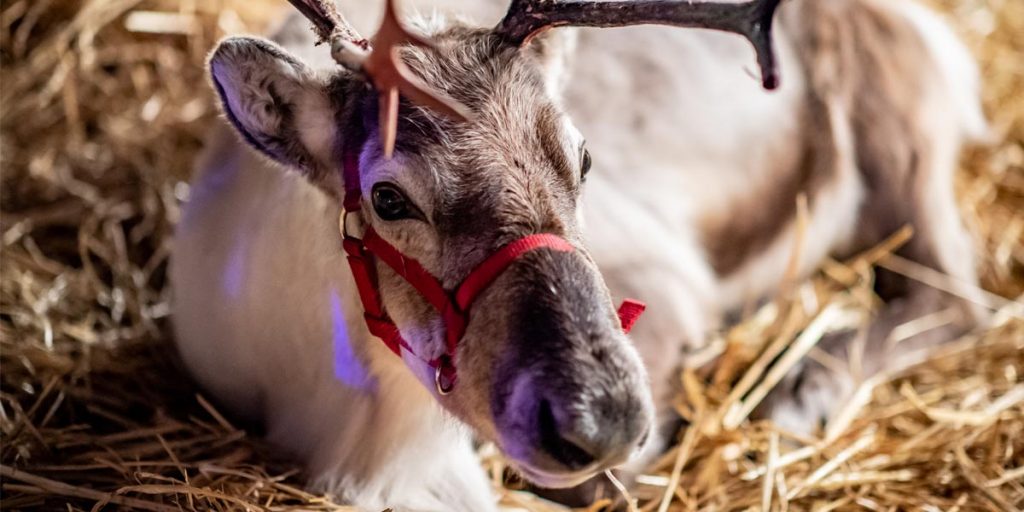 Reindeer at Christmas at Bolesworth 2022