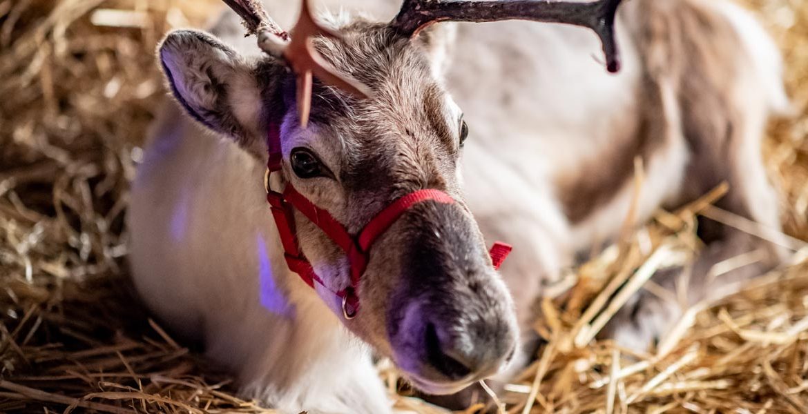 Reindeer at Christmas at Bolesworth 2022