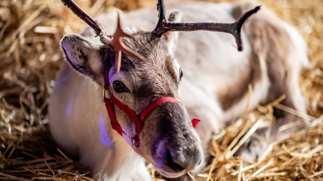 Reindeer at Christmas at bolesworth